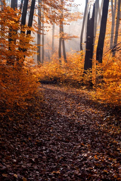 美丽, 神话般的秋季风景. — 图库照片