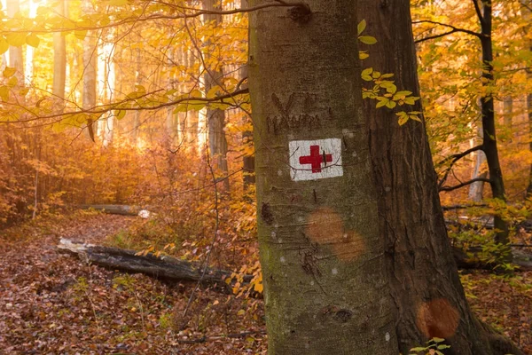 Un panneau touristique, un sentier de randonnée dans la forêt d'automne — Photo