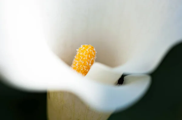 Słupek z arum lily. — Zdjęcie stockowe