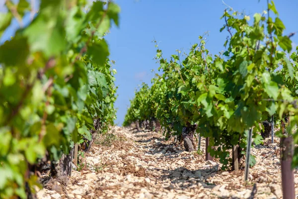 Primeros planos panorámicas filas de viñedos de verano paisaje escénico, plantación, hermosas ramas de uva de vino, sol, cielo, tierra de piedra caliza. Concepto otoño uvas cosecha, naturaleza agricultura fondo — Foto de Stock