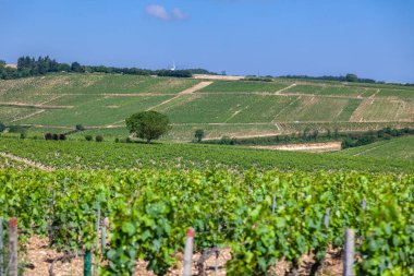 Closeup panoramik çekim satırları yaz bağ manzara, plantasyon, güzel şarap üzüm dalları, güneş, gökyüzü, kireçtaşı arazi. Konsept sonbahar üzüm hasadı, doğa tarım arka plan