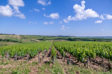 Closeup panoramik çekim satırları yaz bağ manzara, plantasyon, güzel şarap üzüm dalları, güneş, gökyüzü, kireçtaşı arazi. Konsept sonbahar üzüm hasadı, doğa tarım arka plan