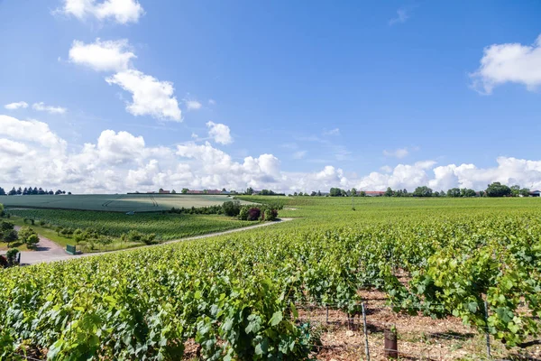 Close-up panoramische schot rijen zomer wijngaard schilderachtige landschap, plantage, prachtige wijndruiven takken, zon, hemel, kalksteen land. Concept herfst druivenoogst, natuur landbouw achtergrond — Stockfoto