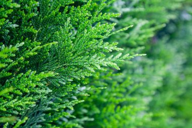Closeup taze yeşil noel yaprakları, thuja ağaçlarının dalları üzerinde