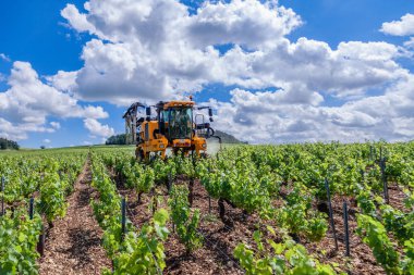 France Chablis 2019-06-21 tarımsal turuncu traktör tarlasının ön görüntüsü. Tarım spreyli traktör üzümü korumak için kimyasal böcek ilaçları ve sülfür serpiyor.