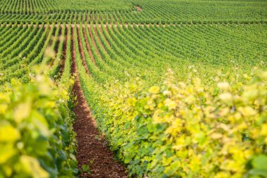 Yakın çekim panoramik çekimler yaz üzüm bağları manzarası, plantasyon, güzel şarap üzümleri dalları, güneş, kireçtaşı arazisi. Sonbahar üzümleri hasadı, doğa tarım geçmişi