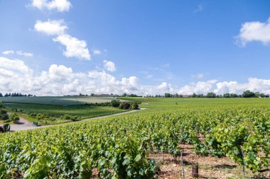 Closeup panoramik çekim satırları yaz bağ manzara, plantasyon, güzel şarap üzüm dalları, güneş, gökyüzü, kireçtaşı arazi. Konsept sonbahar üzüm hasadı, doğa tarım arka plan