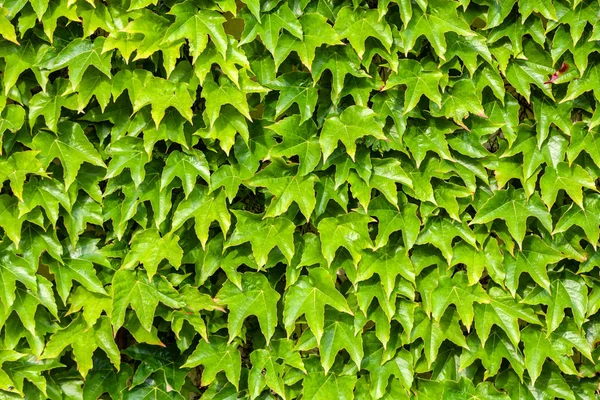 Foglie verdi naturali sfondo della parete, modello — Foto Stock