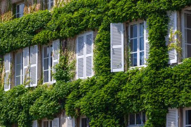 Beyaz ahşap panjurları, çiçekleri, sarmalanmış yeşil sarmaşıklı, tarihi binanın dış duvarı, Avrupa köyü