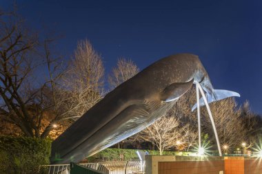 Tokyo, Japonya - Ocak 07 2020: Japonya 'daki Ulusal Doğa ve Bilim Müzesi' nin girişinde gerçek boyutta bronz bir balina sürüsü.