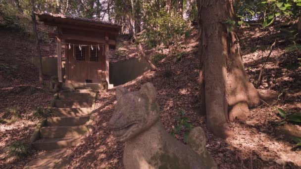 Pan video van een Shinto heiligdom en vos stenige standbeelden in het woud. — Stockvideo