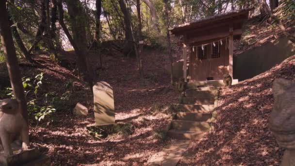 Pan vídeo de um santuário xintoísta e estátuas de pedra raposa na floresta . — Vídeo de Stock