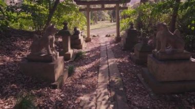 Shinto tapınağının Torii kapısının ve ormandaki tilki taşından heykellerin videolarını çektik..