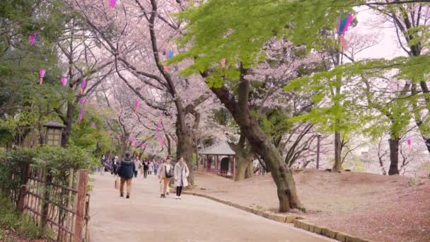 Statyczny filmik ludzi korzystających z festiwalu kwiatów wiśni w parku Asukayama. — Wideo stockowe