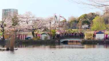 İlkbaharda Ueno 'daki Shinobazu gölünün kiraz ağaçlarının statik videosu..
