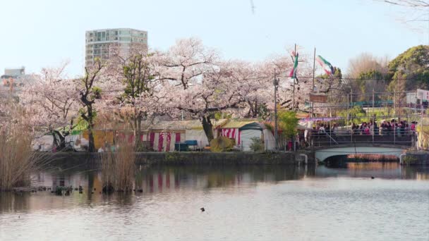 Statické video třešňových květů na jezírku Shinobazu v Uenu na jaře. — Stock video