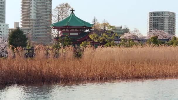 Pan-Video von Kirschblüte und getrocknetem Lotus des Shinobazu-Teiches bei Ueno im Frühling. — Stockvideo