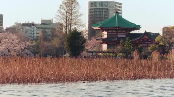 Pan video de flor de cerezo y loto seco del estanque Shinobazu en Ueno en primavera . — Vídeos de Stock