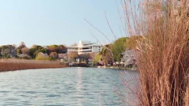 İlkbaharda Ueno 'daki Shinobazu gölünün kiraz ağaçlarının statik videosu..