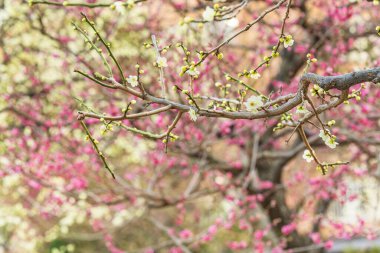 Tokyo, Japonya - 13 Mart 2020: Erik ağaçlarına tapan Sugawara no Michizane 'ye adanmış Okachimachi' nin Yushima-Tenmangu türbesindeki bokeh arka planında çiçek açan erik ağaçları.
