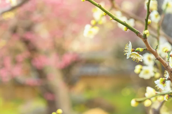 Plum Trees Bloom Bokeh Background Yushima Tenmangu Shrine Okachimachi Dedicated — Stock Photo, Image