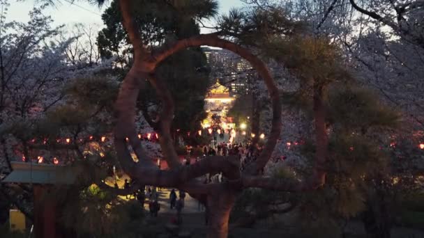 2019年4月5日東京 上野公園の清水観音堂の月を思わせる円の中に 日本の松のバンドのクローズアップを撮影 — ストック動画