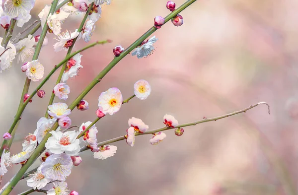 Close White Plum Tree Flowers Bloom Bokeh Background — Stock Photo, Image