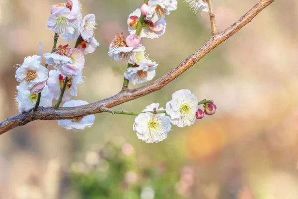 Primo Piano Albero Prugne Bianche Fiori Fiore Uno Sfondo Bokeh — Foto Stock