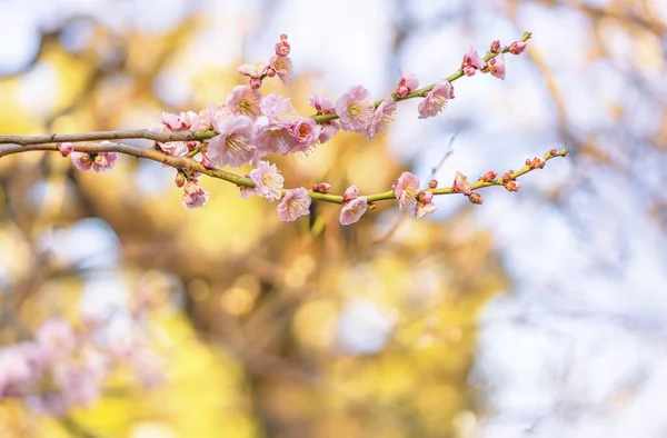 Primer Plano Sobre Ciruelo Rosa Flores Flor Sobre Fondo Bokeh — Foto de Stock