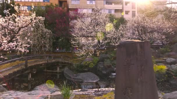Tokio, Japonia - marzec 02 2020: Pan wideo kamiennego pomnika fudezuki w świątyni Yushima Tenmangu Tokio dedykowanego przedwojennemu japońskiemu pisarzowi Kyōka Izumi, którego powieść została dostosowana do filmu T — Wideo stockowe