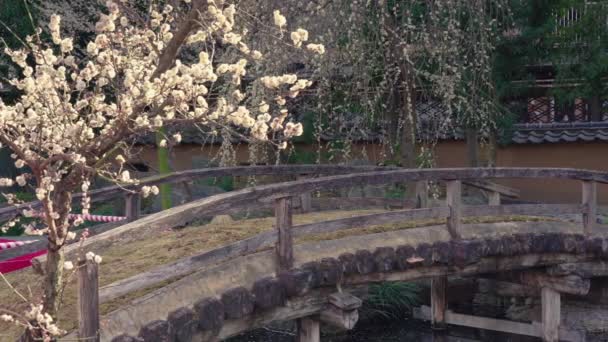 Vidéo panoramique d'un pont japonais et d'un prunier dans le temple Yushima Tenmangu . — Video