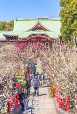 Tokyo, Japonya - 08 Mart 2020: Kameido Tenjin tapınağında çiçek açmış erik ağaçlarının tadını çıkaran insanlar Sugawara no Michizane adanmış.
