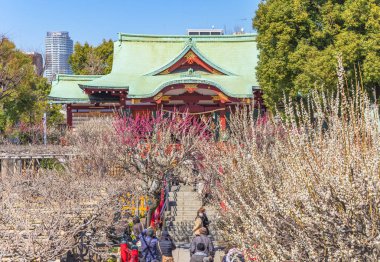 Tokyo, Japonya - 08 Mart 2020: Kameido Tenjin tapınağında çiçek açmış erik ağaçlarının tadını çıkaran insanlar Sugawara no Michizane adanmış.