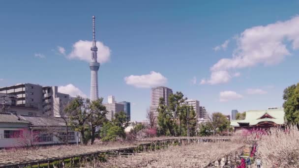 Vidéo panoramique de pruniers en fleurs dans le sanctuaire de Kameido Tenjin — Video