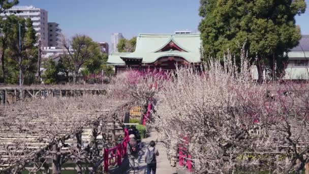 Vidéo panoramique de pruniers en fleurs dans le sanctuaire de Kameido Tenjin — Video