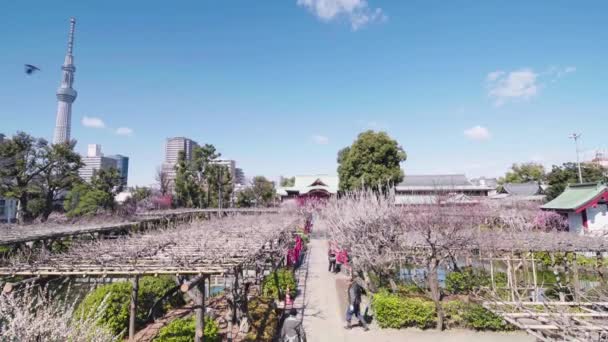 Vidéo inclinable de pruniers en fleurs dans le sanctuaire de Kameido Tenjin — Video