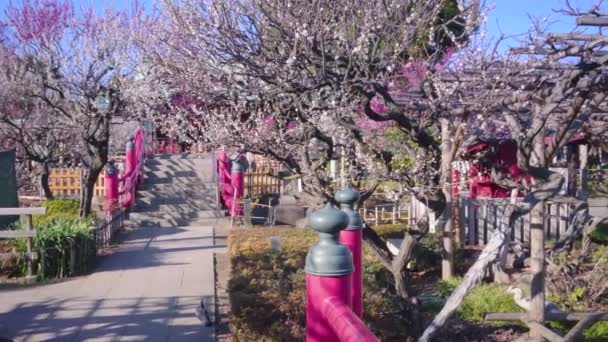 Pan video van Japanse brug giboshi en kraan vogel staand op een pergola in de Kameido Tenjin heiligdom — Stockvideo