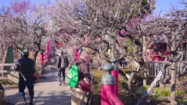 Vidéo panoramique du pont japonais giboshi et grue oiseau debout sur une pergola dans le sanctuaire Kameido Tenjin — Video