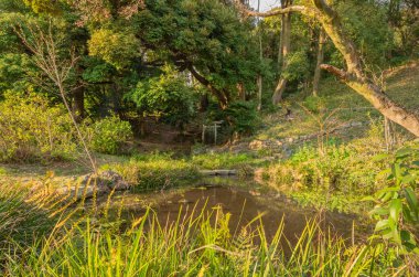 Tokyo, Japonya - 20 Mart 2019: Tokyo 'nun Koishikawa botanik bahçesindeki bir göletin önündeki Torii taş kapısının kalıntıları.