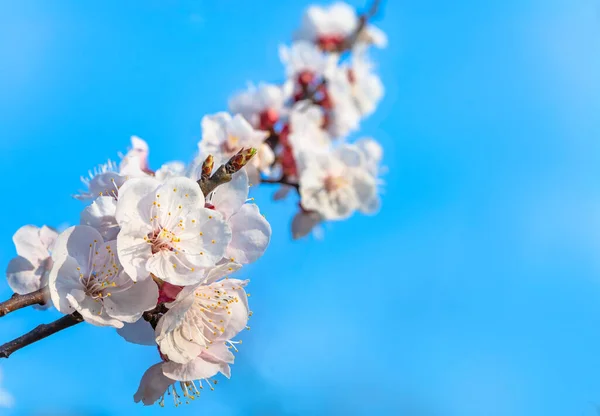 Primer Plano Sobre Ciruelos Blancos Flor Sobre Fondo Bokeh Los — Foto de Stock