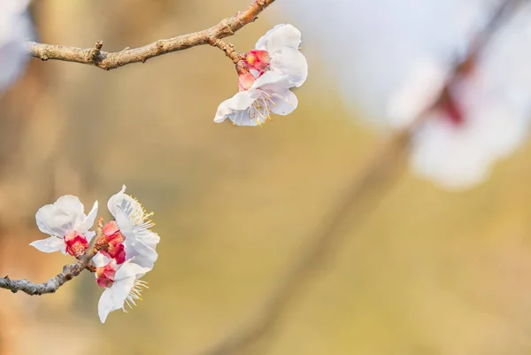 Primer Plano Sobre Ciruelos Blancos Flor Sobre Fondo Bokeh Los — Foto de Stock