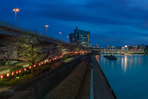 Illuminazione Alberi Ciliegio Hanami Sumida Park Con Fiume Che Conduce — Foto Stock