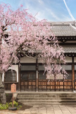 Tokyo, Japonya - 30 Mart 2020: Shinto tanrısı Ebisu 'ya adanmış Seiunzenji zen tapınağının bahar manzarası ve ağlayan kiraz ağacı nedeniyle Hanami Tapınağı olarak da adlandırılır. Duvarı Katomado denen alev şeklinde ahşap pencerelerle süslenmiş..