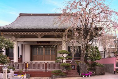 Tokyo, Japonya - 30 Mart 2020: Shushoin Nichiren Budist Tapınağı, Hotei veya Gülen Buda 'ya adanmıştır ve ağlayan kiraz ağacı nedeniyle Hanami Tapınağı olarak da adlandırılır..