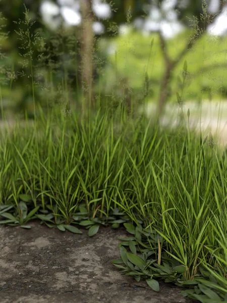 Illustrazione 3D: un bosco 'da birinci sınıf piyano di un prato