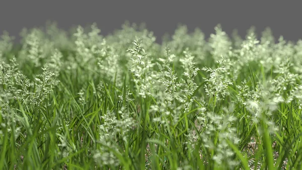 Illustrazione 3D: ilk piyano di un prato in aperta campagna