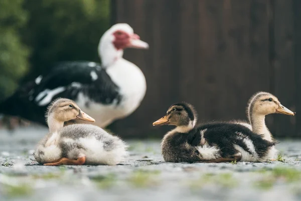 Çocuklar bakışları alışverişinde