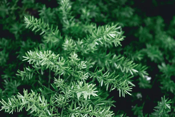 Küçük Yeşil Yaprakları Koyu Renkli Filtreyi Kapat — Stok fotoğraf