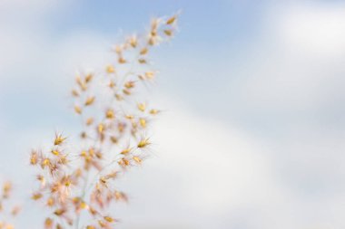 Küçük çim çiçeklerini yaklaştır ve bulanık odaklan beyaz bulutlar ve mavi gökyüzü arkaplanı üzerine