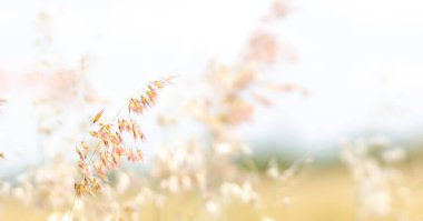 Küçük çim çiçeklerini ve bulanık odak arkaplanını kapat
